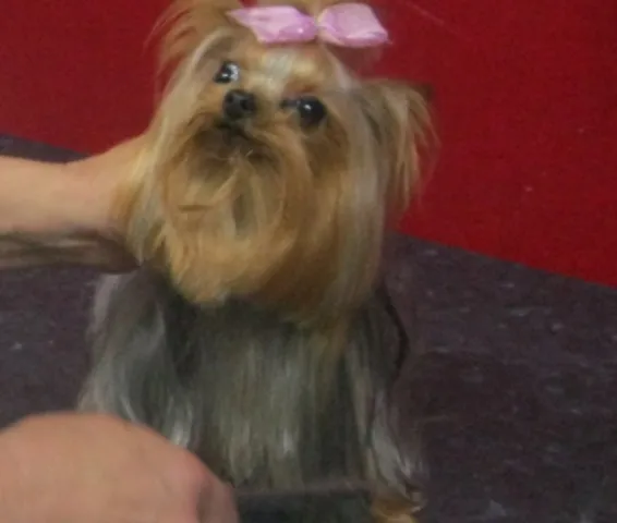 Yorkshire terrier μετά την περιποίηση